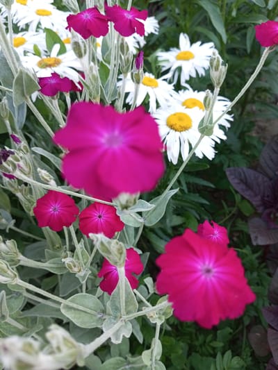 The image shows a close-up view of a garden with various flowers and foliage. In the foreground, there are several vibrant pink flowers, some in full bloom and others as buds. The petals of the blooming flowers are delicate and appear to have a slightly ruffled texture. Some of these pink flowers are large and prominent, while others are smaller and clustered together.
Interspersed with the pink flowers are white daisy-like flowers with yellow centers. These daisies are in various stages of bloom, with some fully open and others still forming. The foliage is a mix of green leaves and lighter, silvery-green stems and buds, which are covered in fine hairs. The background consists of darker green leaves and some dark reddish-purple foliage, providing a contrasting backdrop.
The scene appears to be a natural outdoor environment, likely a garden or park. The lighting suggests it is daytime, with natural sunlight illuminating the flowers and plants. There are no people or animals visible in the image, nor any man-made objects. The overall impression is one of a lush and colorful floral display.
The image is said to be taken in the village of Aromativne, in Ukraine. This location is part of the Aromativne rural settlement.