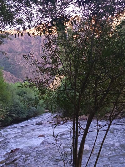 The image depicts a scenic view of a flowing river in the city of Akhmatabad, Uzbekistan. The river, characterized by its turbulent, white-capped waters, runs through a natural landscape. On the left side of the river, dense green foliage lines the banks. In the foreground, a tree with thin branches and small leaves partially obscures the view of the river and the mountainous terrain in the background. The mountains, with their rugged slopes, are tinged with purple and yellow hues, suggesting either sunset or sunrise. The sky above is a pale, soft color. The overall scene is one of natural beauty, with the river being the central element.