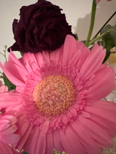 The image is a close-up shot of a bouquet of flowers, dominated by a large, vibrant pink gerbera daisy. The gerbera's petals are a bright fuchsia, fanning out from a central disc of yellow stamens. Behind and slightly to the left of the gerbera, a dark, deep burgundy rose is visible, its petals tightly furled and appearing almost black in the lighting. Several green stems and leaves are also present, and in the upper right corner, a portion of a pale pink or white flower can be seen. The background is a plain, off-white wall, with soft shadows suggesting ambient light. The image is a still life, focusing solely on the floral arrangement. There is no indication of the city of Náchod, Czechia, or any specific location within it.
