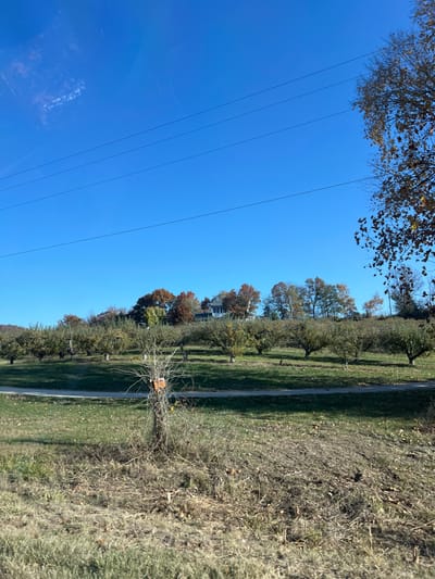 The image depicts an autumn rural landscape in Concord Hill, United States, under a clear blue sky. Three dark, parallel utility lines traverse the upper third of the frame. The foreground consists of dry, matted grass and sparse brown vegetation, with a leafless, multi-stemmed shrub slightly left of center, bearing a small, rectangular orange object attached to its upper trunk. Beyond this, a green grassy field slopes gently upward, featuring an apple orchard with rows of mature trees, some retaining green leaves and fruit, others displaying early autumn foliage. A curved, light-colored dirt or gravel path bisects the orchard horizontally across the midground. At the crest of the hill, partially obscured by dense deciduous trees exhibiting vibrant red, orange, and yellow autumn leaves, is a white house with a dark roof. A large deciduous tree with yellowish-brown leaves frames the upper right corner. No individuals or specific actions are observed.