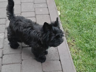 A small, shaggy black dog is standing on a paved walkway next to a patch of green grass. The dog is facing to the right, with its head slightly lowered. Its tail is held up and curved. The walkway is made of rectangular, gray paving stones. The grass appears somewhat dry and uneven. The scene is outdoors, likely in a residential area or park. There is no indication of specific urban features of Podstёpki, Russia, in this image.