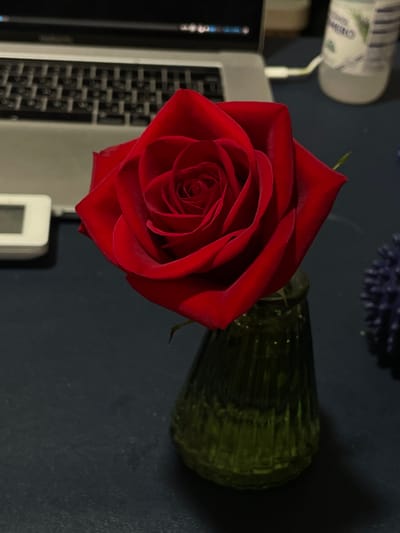 The image depicts a single, vibrant red rose in a green glass vase. The rose is the central subject, with its velvety petals unfurling in a classic spiral pattern. The vase has a ribbed texture and catches the light, revealing its green hue.
The rose and vase are placed on a dark surface, which appears to be a desk or tabletop. To the left of the rose, a laptop is partially visible, its keyboard showing. The laptop screen is dark, suggesting it is either off or displaying a dark image. Further to the left and slightly out of focus, a white bottle with a blue and green label is standing upright. A white cable extends from the bottle towards the laptop. In the background, a blurry, dark blue, spiky object is visible, possibly a decorative item or another object on the desk.
The lighting in the image is dim, creating a moody atmosphere. The shadows cast by the objects suggest the light source is coming from the right and slightly above. The overall scene conveys a sense of quiet contemplation or a moment of relaxation. There are no people visible, and the setting appears to be indoors, likely a home or office environment.
The visible text on the bottle label is partially obscured and difficult to read clearly. Some letters that can be discerned include "ON" and possibly "CHEM". There is also some green lettering, likely part of a brand name or description.
The image does not provide explicit cues about the time of day or weather. The location context of La Línea de la Concepción, Spain, is noted but not directly evident from visual elements within the photograph itself. The primary focus is on the aesthetic arrangement of the rose, vase, and surrounding objects.