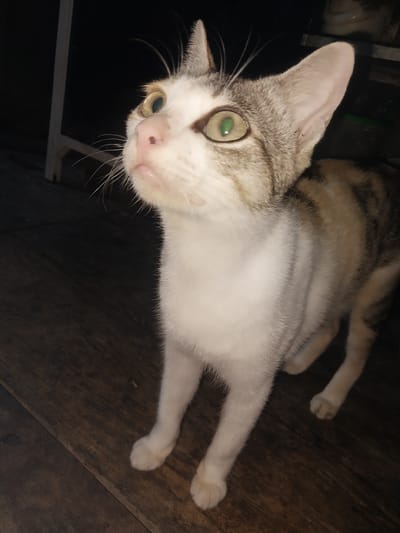 A medium shot shows a cat standing on a dark wooden floor. The cat is looking upwards, with its body angled to the right and its head turned to face the camera. The cat has white fur on its chest and paws, with grey tabby markings on its back and head. Its eyes are large and green, with a reflective quality. The background is dark and out of focus, with hints of furniture or structures visible. The image appears to be taken indoors in low light conditions. The location in Labissa, Indonesia is not discernible from the image itself.