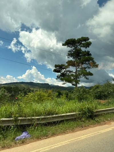 In Tu Póh, Vietnam, a tall pine tree stands in a verdant landscape under a dramatic sky with both bright blue patches and dark, heavy clouds. The tree, with its distinctive tiered branches, is the central focus. In the foreground, a guardrail runs along the side of a road, separating the pavement from overgrown green grass. A crumpled piece of purple plastic trash lies near the base of the guardrail. The background is a rolling hillside covered in dense green vegetation, with distant mountains silhouetted against the sky. Power lines are visible stretched across the frame.