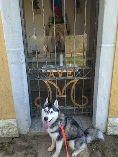 The scene is an outdoor setting in Weiler-la-Tour, Luxembourg, featuring a Siberian Husky positioned in front of a small religious shrine. The husky, exhibiting black, white, and grey fur patterns and distinct blue eyes, is seated on a paved surface, looking directly forward with its pink tongue extended. A bright red leash is visible, draped over its right shoulder.
Behind the husky is a recessed shrine with yellow stucco walls and a grey stone frame. The shrine's opening is secured by a metal gate comprising vertical bars. Embedded in the lower section of this gate are the letters "AVE" in a light-colored material, followed by an ornate "M" crafted from gold-toned, scrolled metalwork.
Inside the shrine, multiple religious figures are visible, including a figure draped in blue and red fabric (likely the Virgin Mary) positioned centrally at the top, and another standing figure below. Several small crosses are present, one explicitly marked "IHS". A tall, white candle stands upright within the shrine. A reflective surface within the shrine shows a distorted reflection of green foliage, indicating an outdoor environment beyond the immediate scene. The ground in the foreground consists of irregularly shaped grey paving stones or concrete.