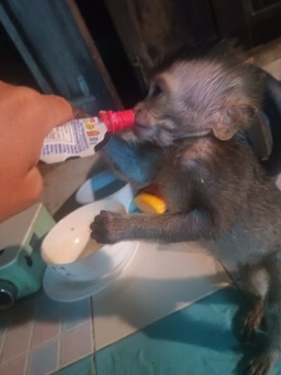 The image shows a close-up of a young monkey being bottle-fed by a person. A human hand, light-skinned and visible on the left, holds a small white plastic bottle with a bright red nipple or spout. The small, gray-brown monkey, positioned in the center-right, is holding the bottle with its tiny hands and appears to be drinking from it. Its face has lighter-colored skin and prominent ears, and it seems focused on the feeding.
The setting appears to be an indoor or semi-covered area, suggested by the low light and the background details. A white, shallow bowl or dish with some residue is visible in the lower-center, resting on a tiled surface. Below and to the left, a light blue-green object or container is partially visible. The floor features patterned tiles, with sections of pinkish-brown and blue-green. The background is dark and blurry, giving prominence to the subjects.
The time of day is likely evening or night due to the dim lighting. On the bottle, there are labels with visible blocks of text and graphics in blue and yellow, but the specific words are not legible. The scene conveys an act of care or nurturing towards the young primate.