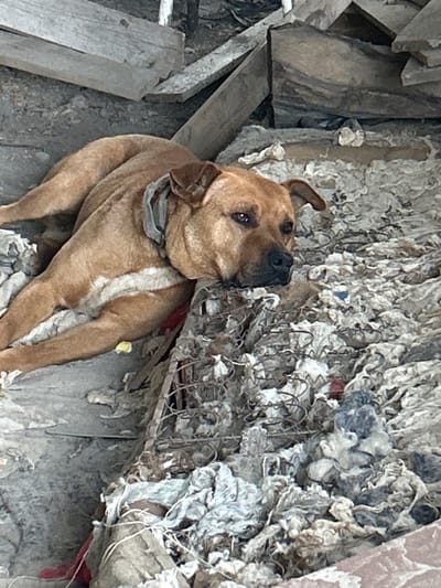 A medium-sized, short-haired dog of brown and white coloration lies on a pile of debris. The dog's head is resting on a worn-out, disassembled mattress spring. The surrounding environment appears to be an outdoor area with scattered wooden planks and insulation material, indicative of a construction or demolition site in the city of Prokhladny, Russia. The dog is not actively engaged in any interaction, appearing to be resting or waiting.