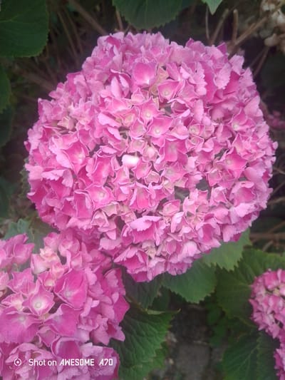 A close-up, overhead shot features a cluster of bright pink hydrangeas with some green leaves visible in the background. The flowers are in full bloom, with many small, delicate petals forming a dense, spherical shape. The lighting appears to be natural daylight, casting soft shadows on the petals. The image has a slight vintage filter applied, giving it a soft, dreamy quality. At the bottom of the image, a watermark reads "Shot on AWESOME A70." The context of Lohmar, Germany, is not visible or inferable from the image content.