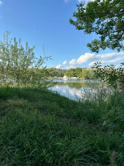 The image depicts a scene in Beloslav, Bulgaria. The foreground features lush green grass on a riverbank. Trees with green leaves are visible both in the upper left and lower left corners of the frame. In the background is a body of water reflecting the sky and clouds. On the opposite side of the water is a tree-lined shore with structures that suggest a marina or waterfront development. The sky is blue with fluffy white clouds, suggesting a clear day. The image is taken from a low angle and rotated to the right, emphasizing the height of the grass and the upward tilt of the trees.
