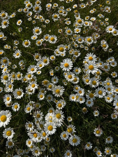 The image is a close-up, overhead shot of a dense field of daisies with bright yellow centers and white petals. The flowers are in various stages of bloom, with some fully open and others just beginning to unfurl. Green grass and stalks are visible between the flowers, creating a natural, wild setting. The lighting suggests it is daytime, with sunlight illuminating the petals and casting shadows. There are no people, structures, or specific landmarks visible that would indicate a location within Ilavche, Ukraine. The scene is purely botanical and appears to be an outdoor, natural environment.