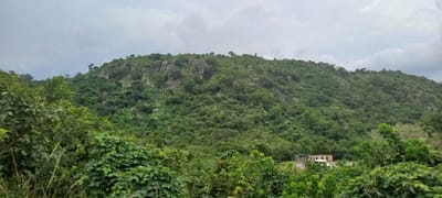 A wide, overcast shot captures a densely forested hillside in Gu, Nigeria. The hill is covered in a thick canopy of various shades of green trees, with rocky outcrops visible in several places along its crest. In the lower right quadrant, a small, light-colored building with a tiled roof is situated near a road. A white van is parked on the road in front of the building. The foreground is dominated by lush green foliage, partially obscuring the view of the hill and the structures. The sky is a dull, cloudy gray.