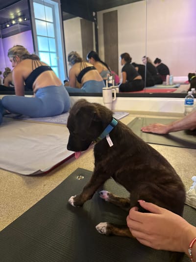 In an indoor exercise studio located in East Naples, United States of America, a dark brindle-patterned puppy with white paws is seated on a black yoga mat in the foreground. The puppy wears a blue and green gradient collar with a white tag and has its tongue partially extended. A human hand, displaying pink painted nails and a red and white bracelet, rests near the puppy's right hind leg. To the left of the puppy, a grey yoga mat is visible. The background features several individuals, predominantly female, seated on yoga mats in various stretching postures, some reflected in a large wall-mounted mirror. A woman in the left background is seen from behind, wearing a black sports bra and light blue yoga pants, positioned near a white-framed window. A white travel mug and a clear plastic water bottle are on the floor. The studio has light-colored flooring.
