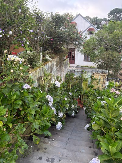 The image depicts a descending stone staircase surrounded by lush green foliage and blooming hydrangeas in various shades of purple and white. String lights are visible in the background, adorning the trees. A white house with a red-tiled roof is partially visible behind the greenery. The setting appears to be a residential property in Xuan Truong, Da Lat, Vietnam, characterized by its hilly terrain and abundant plant life. The overall atmosphere suggests a tranquil, garden-like environment. There are no people visible in the image, and no discernible actions or interactions are taking place. The scene is static and focused on the natural beauty of the garden and the architectural elements of the house.