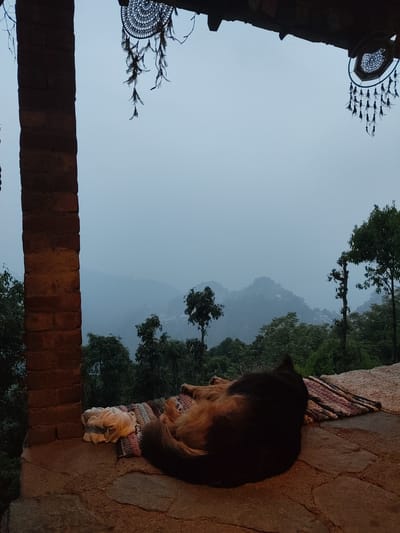 A high-angle shot depicts a serene outdoor scene in Qila Nathu Singh, India. Dominating the foreground is a sleeping dog, curled on a patterned rug placed on a rough stone surface. To the left, a brick pillar forms a structural element, while hanging dreamcatchers adorn the upper frame. Beyond the covered area, a misty mountain landscape unfolds with visible trees. The overall atmosphere is tranquil and somewhat overcast.