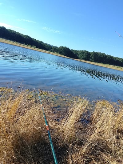 This media file depicts a serene outdoor scene, likely a lake or pond in Blaskovo, Bulgaria. The foreground is dominated by dry, golden reeds and grasses that fringe the water's edge. Partially submerged in the shallow water and reeds, a fishing rod is visible. The rod is dark green with some orange and white markings, indicating it's set up for fishing.

The water itself is a deep blue, reflecting the clear sky above. Gentle ripples create patterns on its surface, suggesting a calm day. In the mid-ground, the bank slopes up, covered in more dry grass, and beyond that, a dense line of dark green trees forms a natural border. The trees appear to be deciduous, with full foliage, suggesting a warmer season like late spring or summer.

The sky is a vibrant, cloudless blue, indicative of good weather. A few faint, wispy clouds are present towards the horizon. The angle of the sun, casting shadows and highlighting the dry reeds, suggests it is either morning or late afternoon. The overall mood conveyed is one of tranquility and peaceful solitude, ideal for an outdoor activity like fishing. There is no visible text in the image.