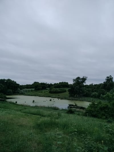 The image depicts a natural scene under an overcast sky. In the foreground, lush green grass covers a sloping terrain. A tranquil body of water, covered with a thick layer of green algae, occupies the midground. Surrounding the water is a dense growth of trees and vegetation, forming a natural landscape. The overall impression is one of a serene, undeveloped natural area, possibly a park or a natural reserve within or near Lykhove, Ukraine. There are no people or animals visible in the frame.