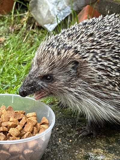 A hedgehog is eating from a clear plastic bowl filled with brown kibble. The hedgehog is on the right side of the image, with its head lowered towards the bowl. Its quills are visible, as well as its dark eyes and snout. The bowl is in the lower left of the image. The background consists of green grass and some scattered debris, including what appears to be a piece of white plastic and a brick. The scene is outdoors.