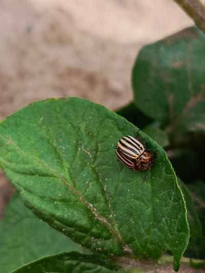 A Colorado potato beetle, identified by its distinctive black and yellow stripes, is resting on a vibrant green potato leaf. The beetle is positioned on the right side of the leaf, its body slightly tilted. The leaf itself is broad and appears healthy, with visible veins. In the background, other green potato leaves are visible, slightly out of focus, suggesting a garden or agricultural setting. The ground or a surface behind the plant is a muted, sandy brown color. The image does not contain any humans or specific landmarks that would indicate its location within Kauchuk Stantsiya, Russia.