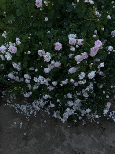 This is a medium-shot, overhead photograph of a dense bush of pink and white roses. The roses are in various stages of bloom, with some fully open and others still in bud. Many of the rose petals have fallen onto the dark, textured ground below the bush, creating a scattering of light and delicate shapes. The foliage of the rose bush is a deep, dark green, and appears slightly wet, possibly from recent rain. There are no people or animals visible in the image. The ground is concrete or asphalt, with a rough texture and some organic debris, such as dried leaves or twigs, scattered on it. The lighting is dim, suggesting it might be early morning, late evening, or a cloudy day. The overall impression is one of natural beauty and gentle decay. The location of this scene is in the city of Skurygino, Russia.