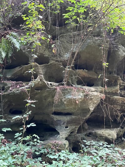The image depicts a rocky outcrop with natural formations, likely in a forested area. The rock face is characterized by numerous indentations, holes, and carved-out sections, suggesting erosion or weathering processes. Several plants, including ferns and leafy vines, grow on and around the rocks, adding to the natural and somewhat wild environment. Some dead branches and dried leaves are also visible, indicating the presence of vegetation and the passage of time. The lighting suggests an outdoor scene, possibly during daytime. The specific location in the city of Bech, Luxembourg, is not identifiable from the image itself.