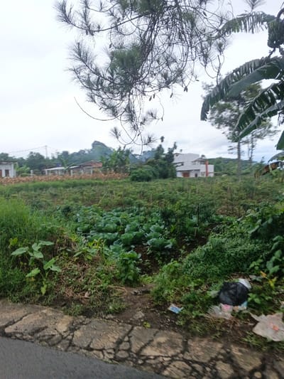 The image depicts an outdoor scene in Masaiti, Zambia, under an overcast sky. The foreground features a cracked asphalt road section on the left, transitioning to a dirt shoulder on the right with scattered litter, including a prominent black plastic bag. Immediately beyond the shoulder is a vibrant green agricultural field, with a discernible patch of mature cabbage plants in the center-left. Further into the midground, the field continues with other dense green vegetation and what appear to be younger crops or ground cover. In the background, several structures are visible, including a light-colored building on the far left and a more prominent two-story white building with a reddish roof on the center-right. Distant hills or mountains, one with a distinct conical peak, are visible under the grey sky. Various trees are scattered throughout the scene, including a pine tree branch with needles and cones hanging into the frame from the top, and part of a broad-leafed plant (possibly banana) on the far right. No individuals or active interactions are present. The scene suggests a semi-rural or peri-urban environment combining agricultural land with residential structures.