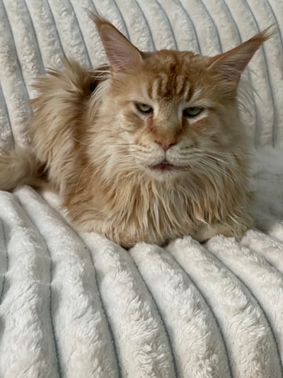 A ginger-colored Maine Coon cat with green eyes is lying on a white, fluffy blanket with gray stripes. The cat has prominent ear tufts and a thick mane of fur around its neck. It is looking directly at the camera with a somewhat stern expression. The background is out of focus but appears to be a soft surface, possibly a couch or bed, also covered with the same striped blanket. The image is a close-up shot, focusing on the cat's face and upper body. There is no discernible information about the city of Rozsoshentsi, Ukraine, in the provided image or its crops.