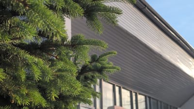 In Gorin, Russia, a close-up shot focuses on the dense, green needles of a coniferous tree in the foreground. The tree branches extend across the left side of the frame, partially obscuring the background. To the right, a modern building with a ribbed, metallic facade is visible. The building's roofline slopes upwards towards the top right corner, and a band of windows runs horizontally across its lower section. The sky above is a clear, pale blue. The lighting suggests it is daytime, with sunlight glinting off the metallic surface of the building. There are no people or animals present in the image.