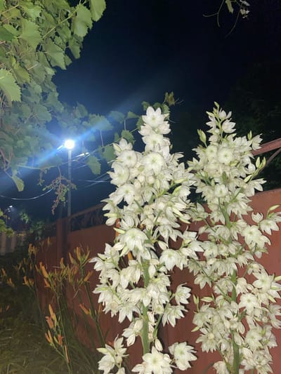 In Yegorlykskaya, Russia, an outdoor nighttime scene features a large cluster of white yucca flowers in bloom, cascading down from the right side of the frame. The flowers are illuminated by a bright overhead light fixture with lens flare visible, situated behind green grapevines in the upper left quadrant. A brown fence runs horizontally across the mid-ground. To the left of the yucca flowers, a line of orange daylily buds or partially opened flowers is visible. The background is dark, suggesting it is night, with some faint greenery in the far background. No people are present in the image.