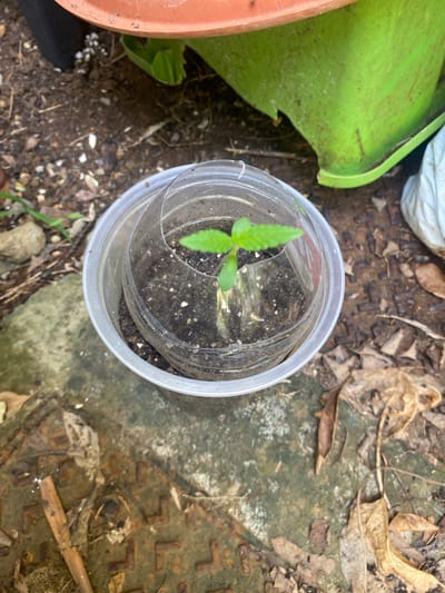 A top-down, high-angle shot shows a small cannabis seedling growing in a clear, plastic cup. The cup is positioned on an uneven, mottled surface that appears to be a weathered, possibly concrete or metal, structure with a raised pattern of geometric shapes. Debris such as leaves and twigs are scattered around the base of the cup. Adjacent to the left of the cup, there is a glimpse of a green plant and part of a terracotta pot. The location appears to be outdoors in an unkempt garden or yard. There are no people visible in the image. The city of Capesterre-Belle-Eau, France cannot be confirmed solely from this image.