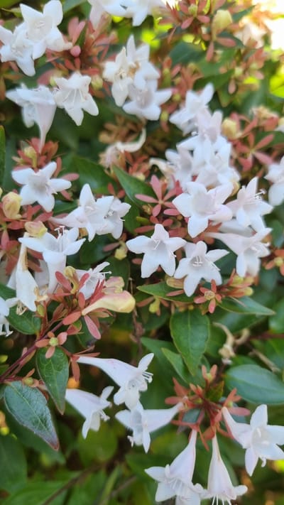 A close-up, vertical shot captures a cluster of small, white, trumpet-shaped flowers, likely Abelia, blooming amongst green foliage. The flowers, some fully open and others still in bud, exhibit delicate petals with visible stamens. The background consists of lush green leaves and reddish-brown stems and buds, suggesting a natural outdoor environment. The lighting indicates it's daytime, casting soft shadows and highlighting the texture of the petals and leaves. The scene is devoid of any human presence. This image was taken in Limani Litochorou, Greece.