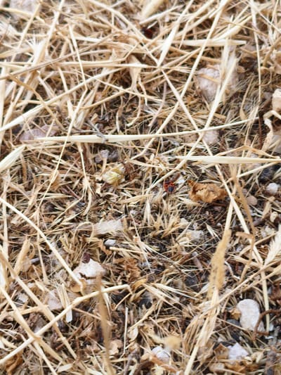 Two red and black insects are visible amidst a dry, straw-like ground cover interspersed with small stones and dry leaves. The insects are small and appear to be in a natural outdoor environment. The scene is an outdoor ground level view. There are no people or man-made structures in the image. The context of Al Behat, Jordan is not ascertainable from the visual information alone.