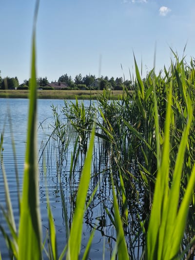 The image shows a close-up view of reeds by a lake on a clear day. The reeds are green and tall, with some blades in sharp focus in the foreground and others blurred. The lake water is blue and reflects the sky and the reeds, creating ripple patterns. In the background, across the lake, there is a grassy bank with scattered trees and houses. The sky is a pale blue with a few wispy white clouds. The scene appears to be a peaceful natural setting, possibly in or near the city of Gargždai, Lithuania, given the typical landscape found in such areas. No people are visible in the image.
