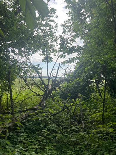 This is a vertical, eye-level shot of a wooded area with a field visible in the distance. The foreground is dominated by dense green foliage, with a fallen tree trunk covered in leaves and moss. Bare branches and twigs of dead trees are visible throughout the scene, creating a natural, somewhat wild environment. The background shows a bright green field with trees lining the horizon under a cloudy sky. The lighting is overcast, with some sunlight filtering through the leaves, creating dappled light and shadows. The scene appears to be a natural landscape, likely in a rural area, and there are no people or animals present. The image is set in Гудзевіцкі сельскі Савет, Belarus.