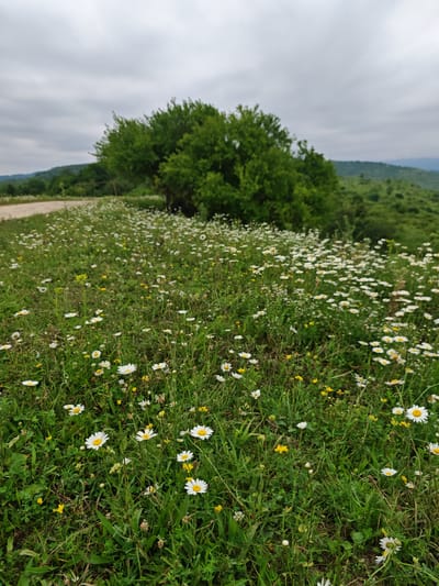 A low-angle, wide shot captures a field brimming with white daisies and small yellow wildflowers, interspersed with lush green grass. In the background, a large, dense green tree stands prominently on a gentle slope, with more rolling green hills and a cloudy sky beyond. A dirt road is visible to the left, curving away into the distance. The overall scene depicts a natural, outdoor environment. The location is the city of Enikali, Russia.