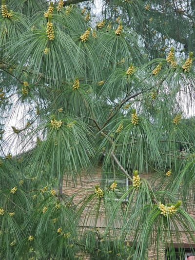 The image presents a close-up, vertical view of the branches of a conifer tree, most likely a pine, characterized by abundant long, vibrant green needles. Numerous small, ovoid clusters of light yellow to beige structures, identified as male pollen cones or strobili, are prominently featured at the tips of the branches and along the new growth. These cones indicate that the tree is in a reproductive phase, likely preparing to release pollen.
The needles are densely packed, creating a full and lush appearance for the foliage. In the blurred background, hints of other tree branches and a bright, overcast or clear sky are visible, suggesting an outdoor, daytime setting. On the right side of the image, partially obscured by the foliage, a building with a textured, brownish wall, possibly brick or siding, can be faintly discerned. No human activity or visible text is present in the image. The scene captures the intricate details of the pine tree's early spring growth and reproductive structures. The location is "Березка Снт (красногорский Р-н), Russia".