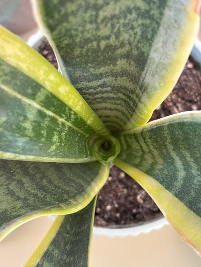 A close-up, overhead view of a snake plant (Sansevieria trifasciata) in a light blue pot filled with dark soil. The plant's leaves are sword-shaped with variegated patterns of dark green and lighter green, edged in a bright yellow stripe. The center of the plant shows new growth emerging in a spiral formation. The background is blurred, suggesting an indoor environment. The location of Радваніцкі сельскі Савет, Belarus is not determinable from the image.
