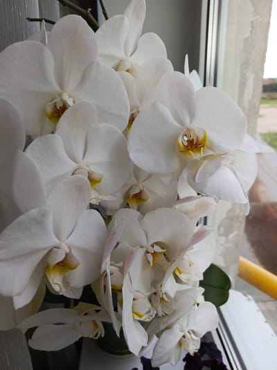 In Kauchuk Stantsiya, Russia, a cluster of white orchids with yellow centers is displayed in a pot on a windowsill. The flowers are in full bloom, with several blossoms arranged closely together. The background shows a window with a view of the outdoors, including a concrete wall and vegetation, indicating an urban setting.