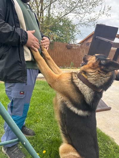 A medium-sized German Shepherd dog stands on its hind legs, front paws resting on a person's torso. The person wears a dark green shirt, light blue pants with cargo pockets, and a black jacket. The dog has a brown collar. The setting is outdoors with green grass and a wooden fence and building visible in the background. The location is Mechkarevo, Bulgaria, based on the reference to the city. A metal railing is visible at the bottom.