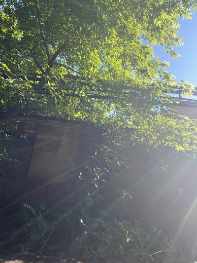 The image captures a close-up view of lush green foliage from a tree canopy, backlit by bright sunlight, suggesting it is daytime. The leaves are dense and vibrant, interspersed with sunlight filtering through, creating a dappled effect. Beneath the canopy, a weathered, light-colored wall or structure is visible, partially obscured by the leaves and shadows. The wall appears to have some architectural details, possibly indicating it's part of an older building or outdoor feature. The lower portion of the image shows more undergrowth and vegetation, with some visible rays of sunlight piercing through the scene, indicating a clear sky. The overall impression is one of an outdoor setting, possibly a park or a garden, with a blend of natural elements and man-made structures. Without further context or identifying markers, it is not possible to definitively ascertain the specific location within Kiselyovsk, Russia.