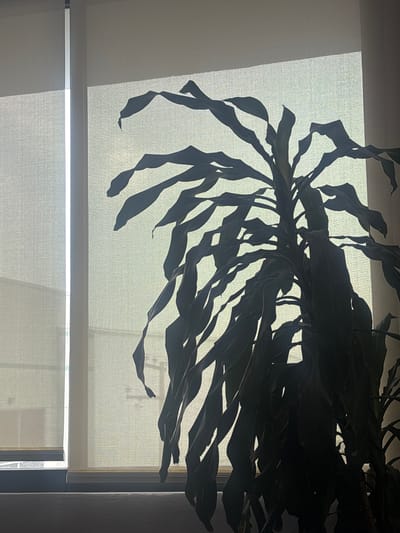 The image depicts a window with a translucent roller shade partially covering it. A plant with long, drooping leaves is positioned in front of the window, casting a shadow on the shade. The location is not discernible as being in Buenavista, Mexico, or any other specific place.
