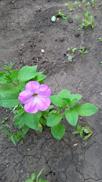A close-up, eye-level shot captures a single, vibrant purple petunia in full bloom, centered on the right side of the frame. The flower, with its five delicate petals and a subtle darker center, is the primary subject. It is surrounded by lush, green foliage, some of which appears slightly wilted. The petunia is growing in dry, cracked earth, with small green sprouts and weeds scattered around. The soil has a dark, loamy texture, and the cracks suggest arid conditions. The background is out of focus, showing more of the dry soil and sparse vegetation. The lighting appears to be natural, possibly late morning or afternoon sun, given the even illumination and lack of strong shadows. The scene evokes a sense of resilience, with the flower thriving despite the seemingly harsh environment. The image is taken outdoors, likely in a garden or a natural setting in Tashliyar, Russia, as indicated by the location context. There is no visible text in the image.