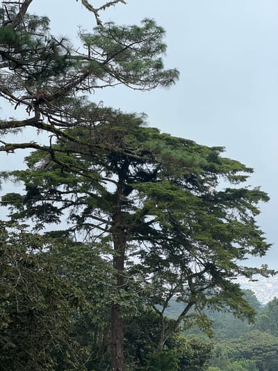 The image depicts a view from a higher altitude, likely the mountains surrounding Santa Tecla, El Salvador. The foreground features several trees with varying foliage. One tree on the left displays characteristic pine needles. Another tree, taller and in the center, has denser, more textured foliage. Greenery in varying shades fills the right side of the frame. In the distance, a portion of the city of Santa Tecla can be seen, characterized by a cluster of buildings. The sky is overcast, resulting in a muted lighting.