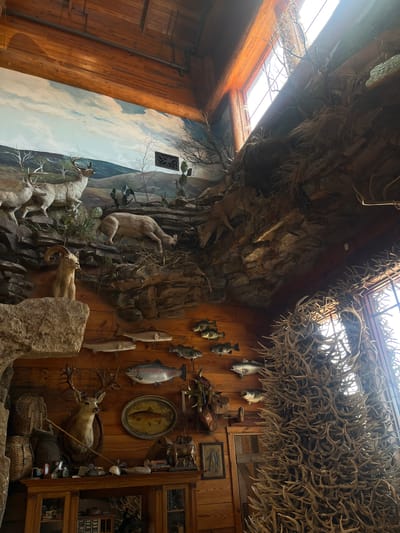 The image captures a scene inside what appears to be a Bass Pro Shops location in San Antonio, United States. The interior is designed with a rustic, outdoors theme, featuring walls clad in wood paneling. A large faux rock formation dominates part of the wall, populated with mounted taxidermied animals including deer, a bear, and other wildlife. Above, a dense arrangement of antlers is suspended from the ceiling, with skylights visible through the spaces between the antlers. Mounted fish are also displayed on the wooden walls. Various hunting and fishing related objects and framed pictures are placed along the walls, adding to the overall theme of the space.
