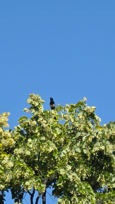 A solitary magpie, a bird characterized by its black and white plumage, is perched atop a lush green tree against a clear blue sky. The bird faces to the left, with its beak slightly open as if in mid-song or call. The tree's leaves are a vibrant mix of green and pale yellow, suggesting either a change of season or a specific type of foliage. The branches of the tree are dark and visible beneath the dense canopy. The image was captured in Rogachevo, Bulgaria, a detail that adds a specific geographical context to this otherwise natural scene. The perspective is from below, looking up at the bird and the tree, emphasizing the bird's position in the higher reaches of the tree.