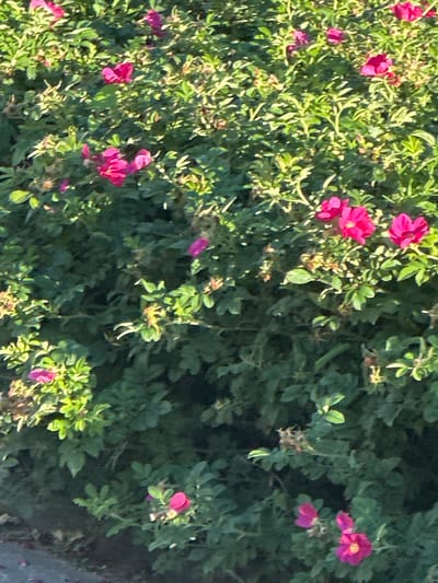 The image shows a close-up view of a dense rose bush with numerous bright pink to fuchsia-colored flowers in bloom. The bush is characterized by its green, leafy foliage, some of which is illuminated by sunlight, creating dappled light and shadow effects. Several distinct rose blossoms are visible, with varying degrees of openness, from buds to fully bloomed flowers with visible stamens. The lower left portion of the image shows a sliver of a paved surface, possibly a sidewalk or road, with a few fallen pink petals scattered on it. The overall impression is of a vibrant, well-maintained garden or natural area. This scene is consistent with a location within the city of Krosno Odrzańskie, Poland, where such flowering shrubs are common in parks, gardens, and along walkways. No people are present in the image, and no specific actions or interactions are depicted.