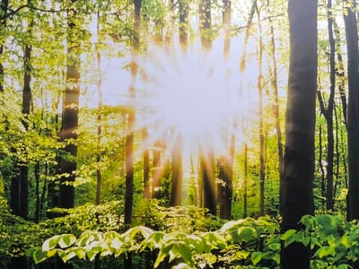 The image depicts a dense forest scene illuminated by bright sunlight filtering through the trees. The sun, positioned in the upper center of the frame, creates a starburst effect with rays of light extending outwards. The trees are tall and slender, with their trunks varying in thickness and color, ranging from dark brown to grey. The foliage is a vibrant green, with many leaves catching the sunlight, giving them a luminous quality. In the foreground, there are several branches with lush green leaves, some of which are partially silhouetted against the bright background. The overall impression is one of natural beauty and tranquility. This image is part of a mural on the exterior wall of the Wertingen community center, a public building in the city of Wertingen, Germany.