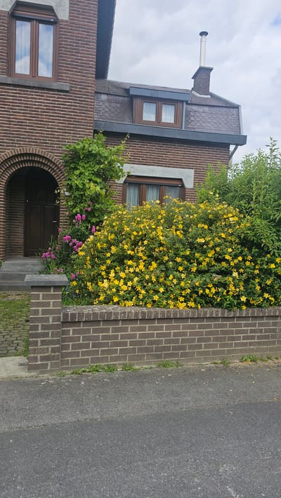 The image depicts the exterior of a brick house located in Boussu-lez-Walcourt, Belgium. The house features a dark wooden door set within an arched entrance, with a stone step leading up to it. To the right of the entrance, a dense bush with abundant yellow flowers is in full bloom, extending across the foreground behind a low brick wall. Pink flowers are also visible interspersed with greenery near the entrance. The house itself is constructed of red brick with darker brick accents. A prominent window with brown framing is visible on the first floor. The roof is covered in dark shingles, and a metal chimney extends from the upper section of the roof. The scene is viewed from the street, which is paved with asphalt and shows some scattered debris. The sky above is overcast.