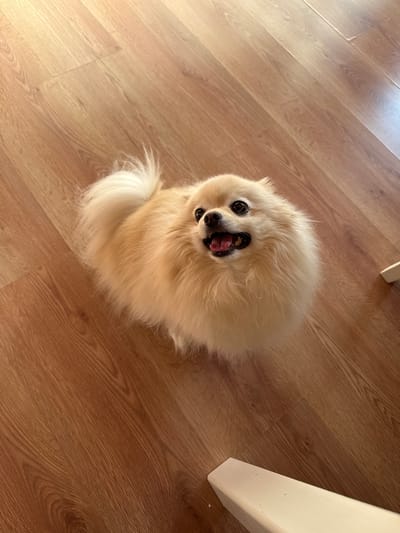 A Pomeranian dog is captured from a high angle, looking up with its mouth open and tongue out, in a playful or panting pose. The dog has fluffy, light-colored fur, dark eyes, and a black nose. It is situated on a wooden floor with a distinct grain pattern. To the right of the dog, a portion of a white object, likely furniture such as a table or chair leg, is visible. The lighting suggests an indoor setting, possibly during daylight hours given the brightness and shadows on the floor. The overall mood conveyed by the dog's expression is energetic and possibly happy or excited. There is no visible text in the image.