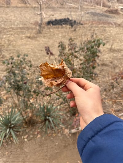 The image displays a close-up, first-person perspective of a right human hand holding a single, dried, and crumpled brown leaf, located outdoors in Dehqonbozor, Uzbekistan. The hand, exhibiting light skin and short fingernails, occupies the lower right section of the frame, with a dark blue fabric sleeve visible around the wrist. The leaf, the primary subject, is characterized by its brittle, textured, and visibly desiccated state, displaying an orange-brown hue with discernible venation and irregular, crumpled edges. The background is rendered out of focus, revealing an expansive, dry, light brown ground, indicative of soil or sparse dormant vegetation. Scattered across this terrain are multiple leafless deciduous trees and shrubs. Towards the lower left, several distinct yucca-like plants with pointed, green-grey leaves are visible. In the upper mid-ground, an irregularly shaped dark pile, possibly composed of soil or organic debris, rests on the ground. The lighting appears natural and even, suggesting an overcast condition or high sun.