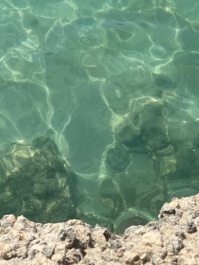The image presents a detailed, downward-looking view of clear, shallow coastal water and its immediate rocky edge in Nardò, Italy. The upper two-thirds of the frame are dominated by the water, which is a light greenish-blue hue and highly transparent. Numerous irregular, bright, shimmering patterns of refracted sunlight are visible on the water's surface and projected onto the submerged seabed, indicating gentle surface agitation and strong overhead illumination.

Beneath the water, dark, irregularly shaped rocky formations are clearly discernible, appearing to form the seabed. Some of these submerged rocks exhibit darker patches, consistent with the presence of marine vegetation or algae. The lower third of the image, primarily in the bottom left and right corners, displays a portion of the dry, light-colored, and rugged rocky shoreline or cliff face. The visible rock is textured and appears to be sedimentary. There are no individuals, marine life, or man-made objects present in the immediate view. The scene is characterized by natural elements under bright, possibly sunny, conditions.